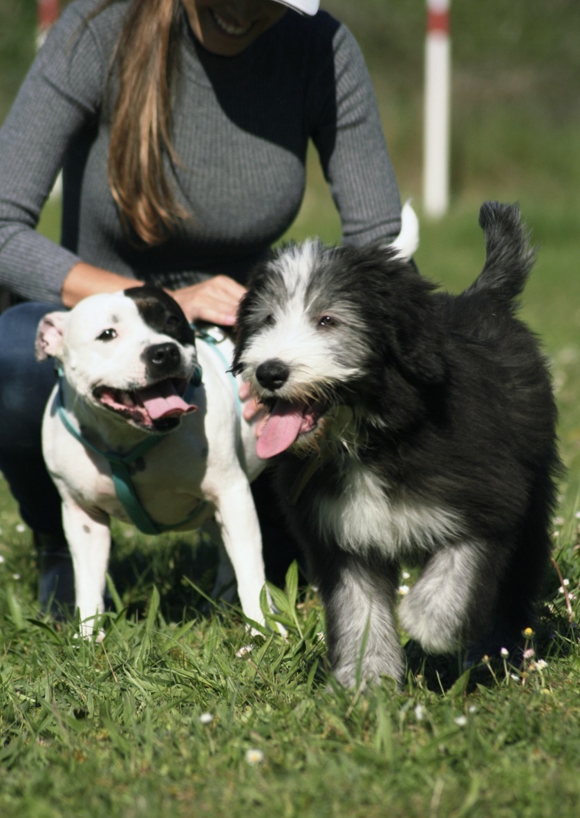 Deux chiens qui s'amusent ensemble en balade éducative aux Ponts-de-cé (49).